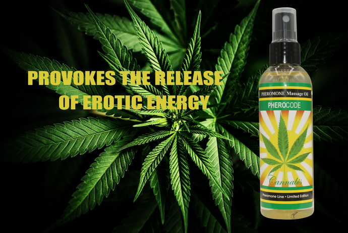 Cannabis Massage Oil Pheromones&Aphrodisiacs for Men and Women. Pleaseantly intoxicating...